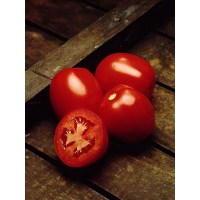 Semillas Magna - Tomate Híbrido AP 529