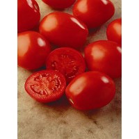 Distribuidora Magna - Tomate Híbrido AP 533