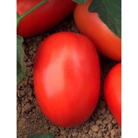 Distribuidora Magna - Tomate Hibrido Dominator