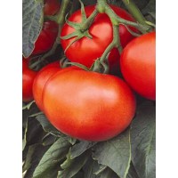 Distribuidora Magna - Tomate Híbrido Miramar