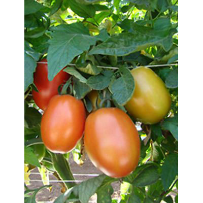Semillas Magna - Tomate Hibrido DRD8551